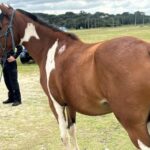Cavalos resgatados na região do Guatupê em São José dos pinhais estarão disponíveis para adoção em breve