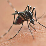 Curitiba entra na lista e Paraná terá 218 municípios na vacinação contra dengue
