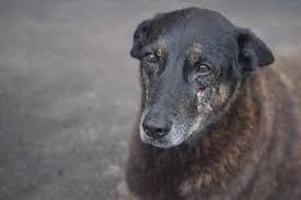 Caso Orelha: Pais e tio de adolescentes são indiciados por coação no caso do crime brutal do cão Orelha